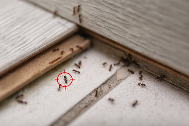 Best Pest Removal Services  in Frankenmuth, MI